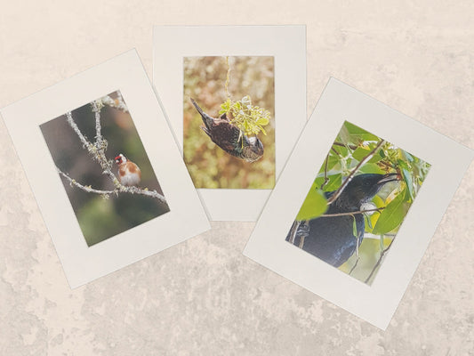 matted prints, matted print, photoprints, photo printing, photo printing auckland, auckland photo printing